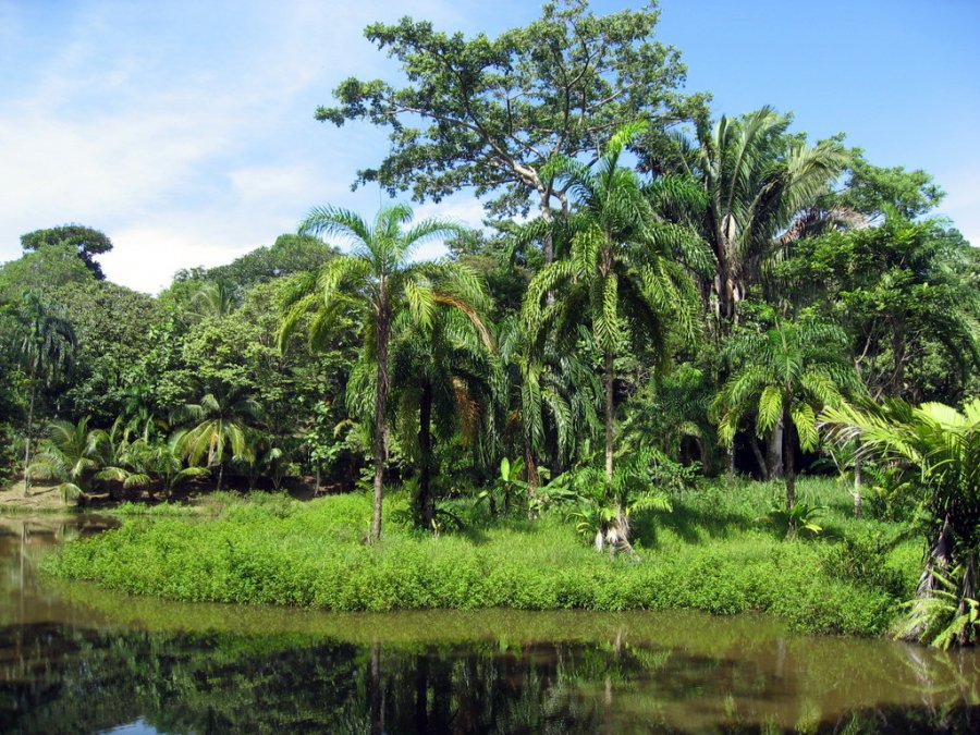 Растительность Панамы